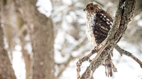 28 Wonderful Wintry Photos of Birds in Snow - Birds and Blooms