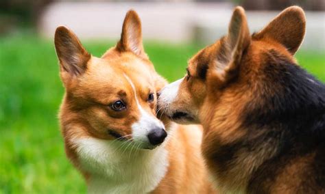 How To Breed A Corgi? How Do Corgis Mate? - Corgi Care