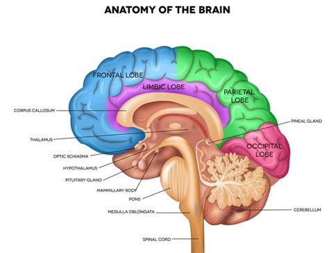 1,993 Brain Lateral View Royalty-Free Images, Stock Photos & Pictures | Shutterstock