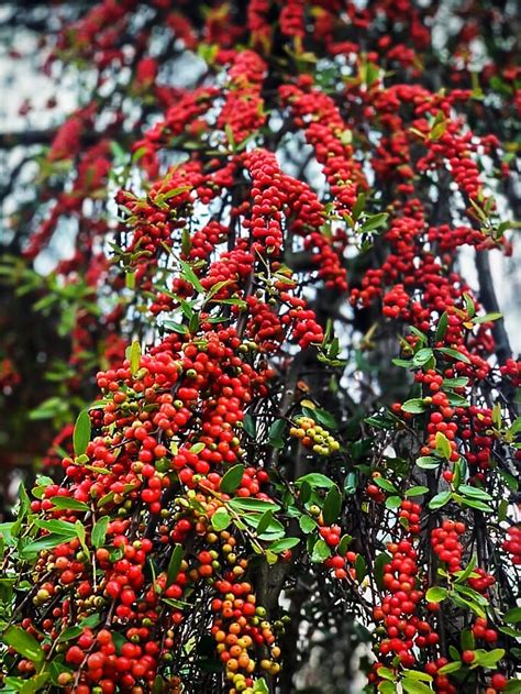 Weeping Yaupon Holly Bush For Sale | The Tree Center