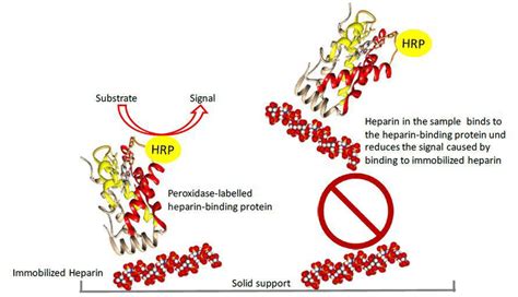 Basic principle of the competitive heparin ELISA | Download Scientific ...