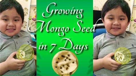 Growing Mongo Seeds in 7 days - YouTube