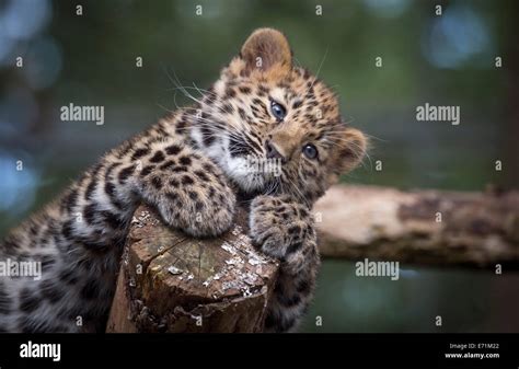 Leopard Cubs Cute