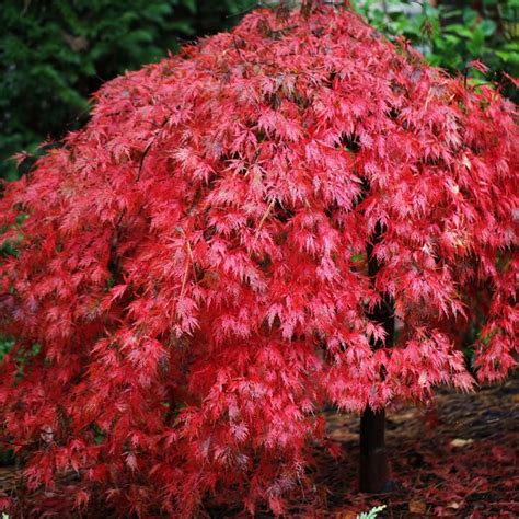 Acer palmatum Dissectum Ever Red | Weeping Japanese Maple Trees