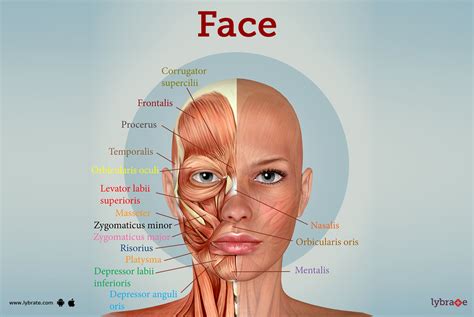 Face (Human Anatomy): Image, Function, Diseases, and Treatments