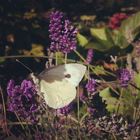 Butterfly on lavender