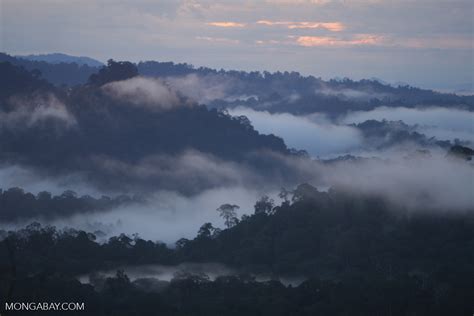 Mist rising from the Borneo rainforest -- borneo_6441