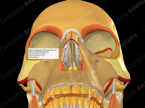 Inferior Border of Perpendicular Plate of Ethmoid Bone | Complete Anatomy