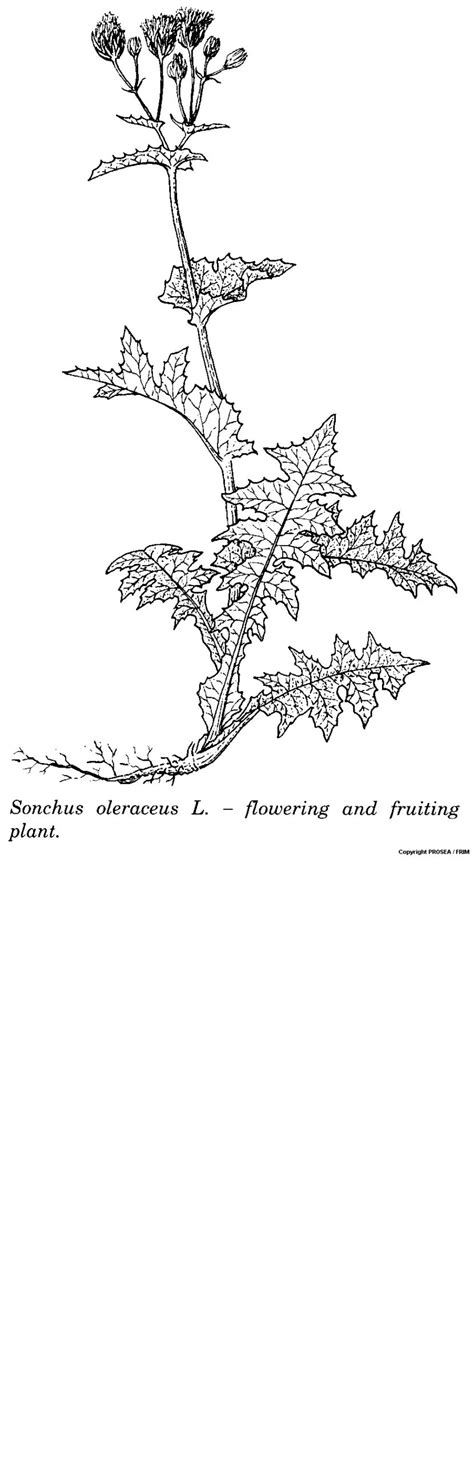 Sonchus oleraceus L. - GlobinMed