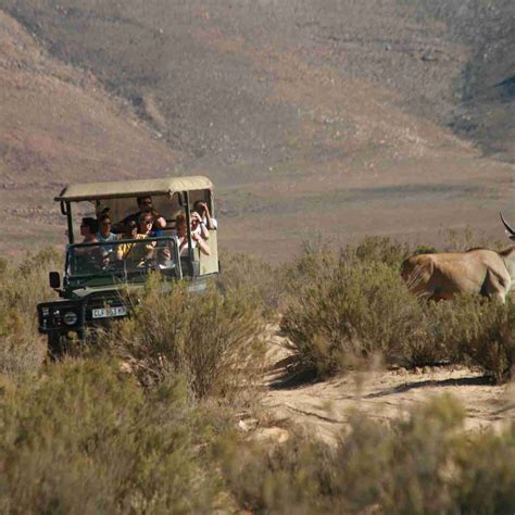 One Day Cape Town Safari Tours and Experiences in South Africa