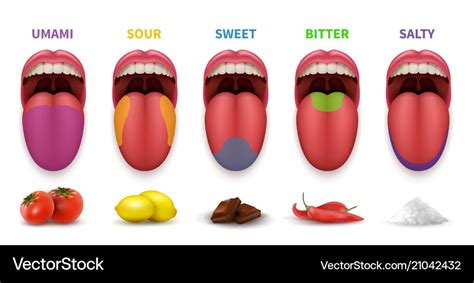 Human tongue basic taste areas smack map in mouth Vector Image