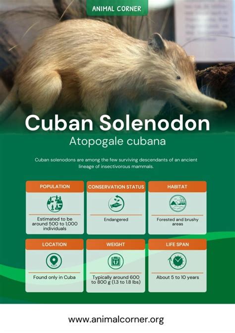 Cuban Solenodon - Facts, Venom & Habitat Information