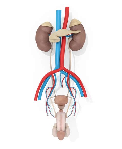 Icono del modelo de anatomía estomacal: fotografía de stock © AnatomyInsider #149991562 ...