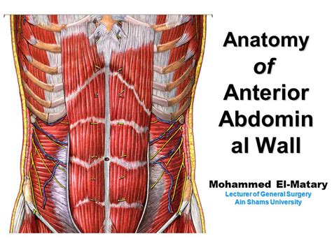 Anatomy Of Abdominal Wall