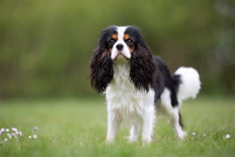 King Charles Spaniel vs Cavalier King Charles Spaniel • helloBARK!