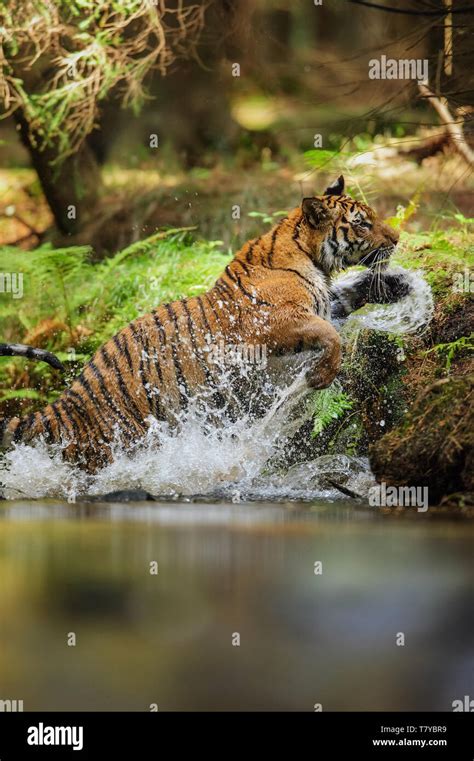 Tiger jumping out of river with splashing water drops around. Agressive ...