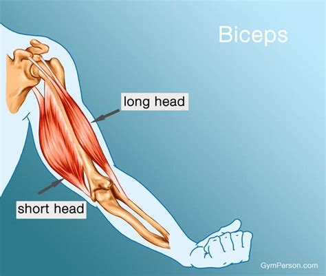 What Muscles are Used in Arm Wrestling? - laacib