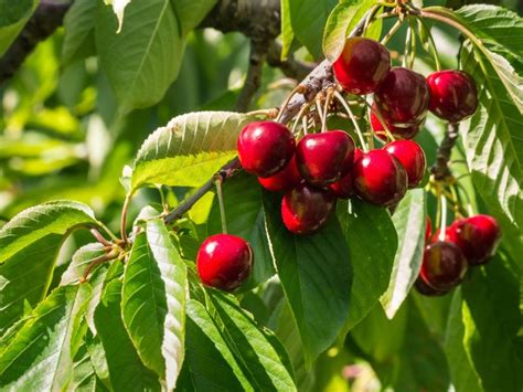 Caring For Stella Cherry Trees – Learn How To Grow Stella Cherries