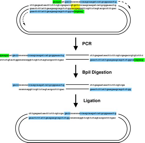 5: A schematic diagram of a saturation mutagenesis scheme using a type... | Download Scientific ...