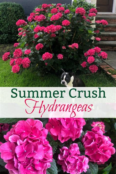 Why Every Garden Needs a Summer Crush Hydrangea - Planting & Care Tips ...