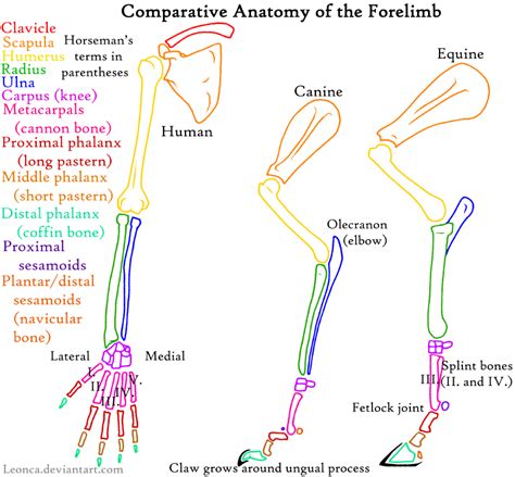 Anatomy of Forelimb by Leonca on DeviantArt