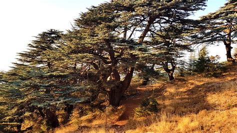 Cedars Of The Lord Lebanon - Free photo on Pixabay - Pixabay