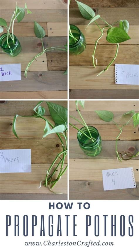 The easiest way to propagate Pothos plants from cuttings!