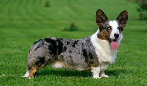 Cardigan Welsh Corgi Breed Information - Vetstreet | Vetstreet