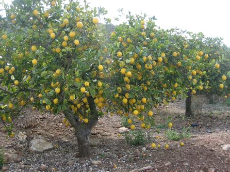 Cuidados com as plantas Citrus limon ou Limonero - Noticias De Jardim