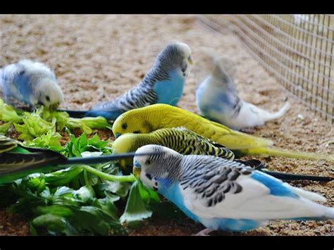 Beautiful Budgies! - Call now for sale Sydney - Noah's Ark Pets