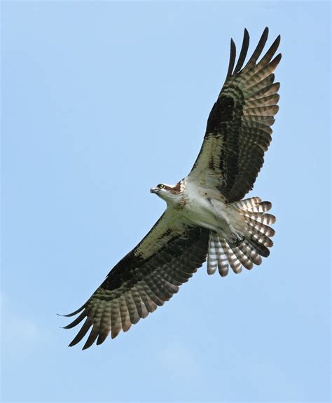 Osprey in flight - Osprey in flight Ontario | Osprey, Prey, Birds of prey