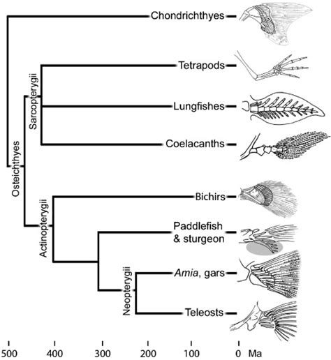 Phylogenetic position of paddlefish and variation in pectoral fin ...