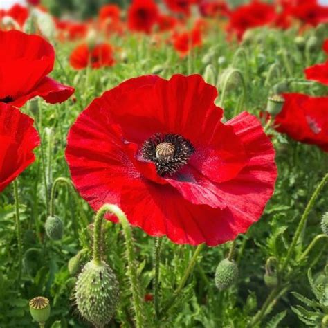 Flanders Poppy Seeds - Natural Seed Bank