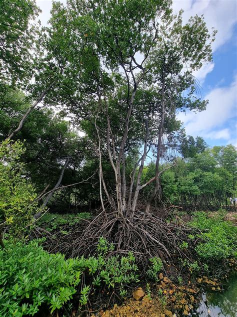 Home | Curacao Rif Mangrove Park