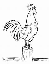 Rooster Coloring Page  Art Starts sketch template