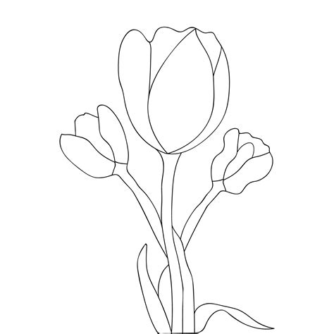 tulips flower with leaves pencil drawing coloring page for kids 7450742 ...