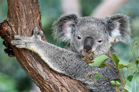 Koala Bear Pictures | Download Free Images on Unsplash