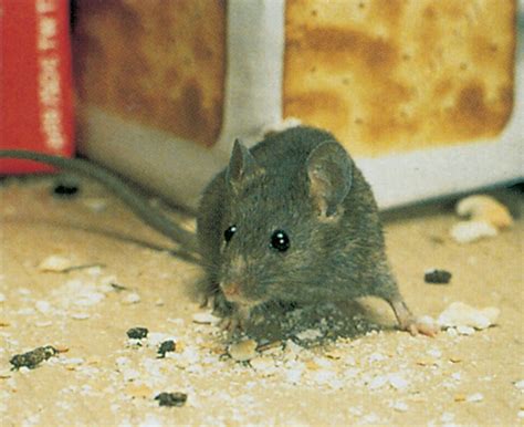 The house mouse – A persistent house guest