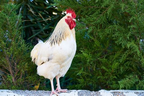 19 White Chicken Breeds From Around the World