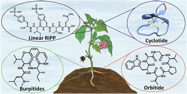 Plant peptides – redefining an area of ribosomally synthesized and post-translationally modified ...