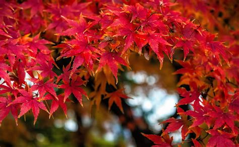 HD wallpaper: Fall Maples, Seasons, Autumn, Leaves, Japan, Japanese ...