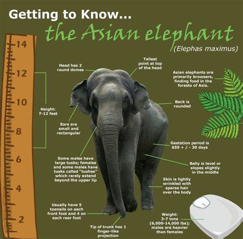 Image result for elephant facts | Asian elephant, Elephant facts, Elephant