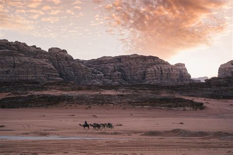 Premium Photo | Dromedaries in desert at night