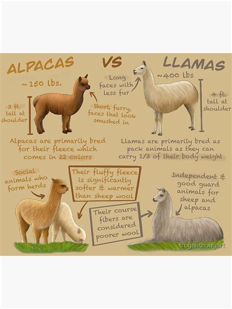 Difference Between A Llama And Alpaca