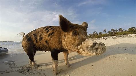 These Swimming Pigs Clearly Love Hamming It Up For Their Guests | Swimming pigs, Pig beach, Pig