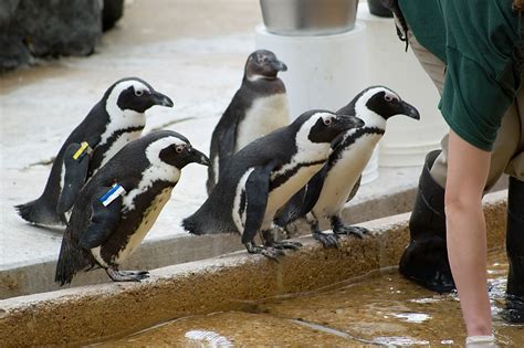 39 adorable photos of the Maryland Zoo in Baltimore, Maryland | BOOMSbeat