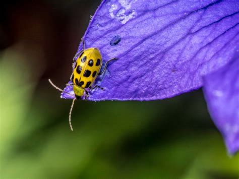 Cucumber Beetle Control: How To Get Rid Of Cucumber Beetles