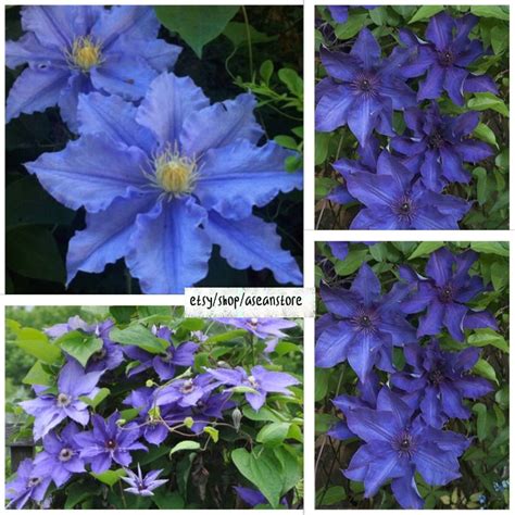 RARE 25 Blue Clematis Seeds Bloom Climbing Perennial | Etsy