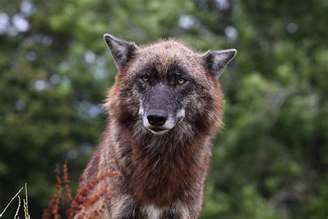 Mackenzie Wolf 2 | This was taken at UK Wolf Conservation Tr… | Flickr