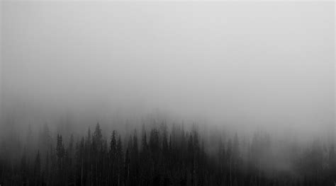 dark-grey-forest-landscape | The Paranormal Scholar